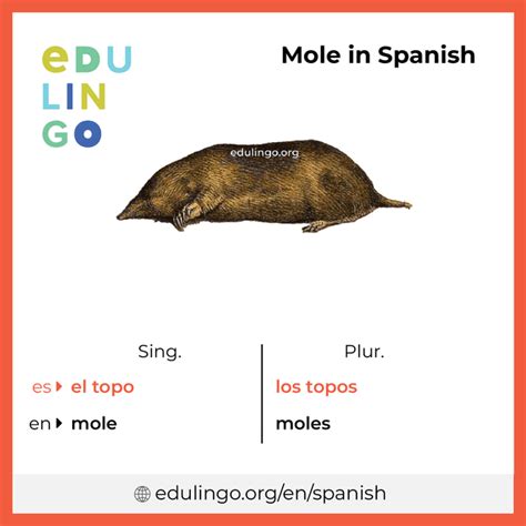 mole traducción|mole spanish to english.